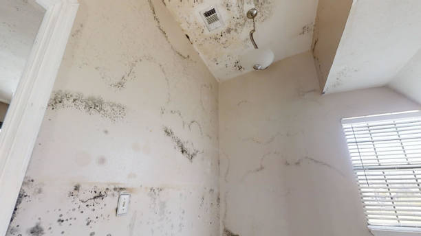Best Crawl Space Mold Remediation  in Lake Murray Of Richland, SC