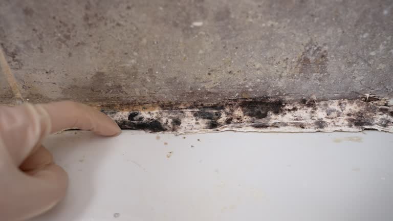 Best Environmental Consulting for Mold Prevention  in Lake Murray Of Richland, SC